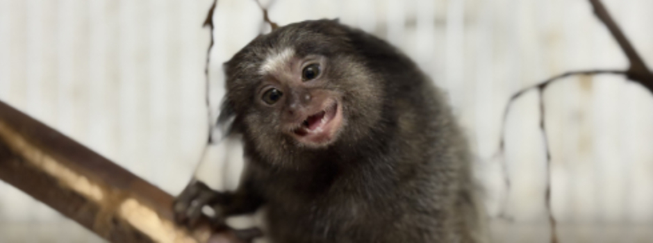 Cetas de Belo Horizonte / Divulgaçã